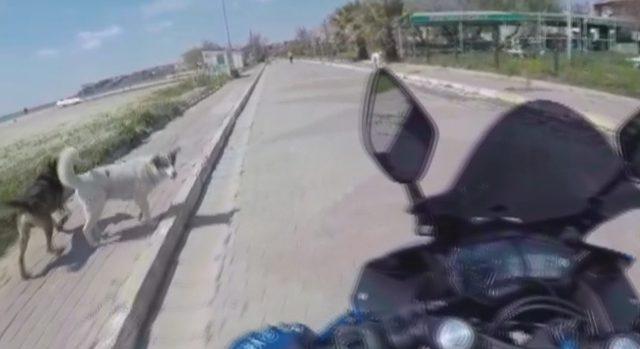 Silivri'de etrafını köpekler saran motosiklet sürücüsünün zor anları