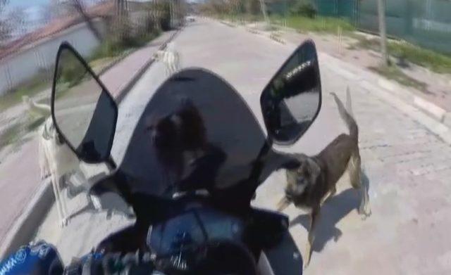 Silivri'de etrafını köpekler saran motosiklet sürücüsünün zor anları