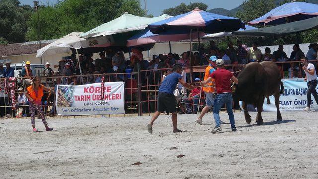 Aydın da boğalar, ihtiya&ccedil; sahibi &ouml;ğrenciler i&ccedil;in g&uuml;reştirildi 1