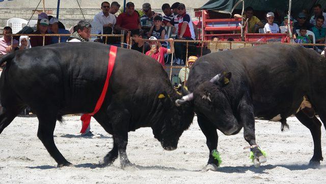 Aydın da boğalar, ihtiya&ccedil; sahibi &ouml;ğrenciler i&ccedil;in g&uuml;reştirildi 2