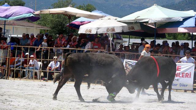 Aydın da boğalar, ihtiya&ccedil; sahibi &ouml;ğrenciler i&ccedil;in g&uuml;reştirildi 3