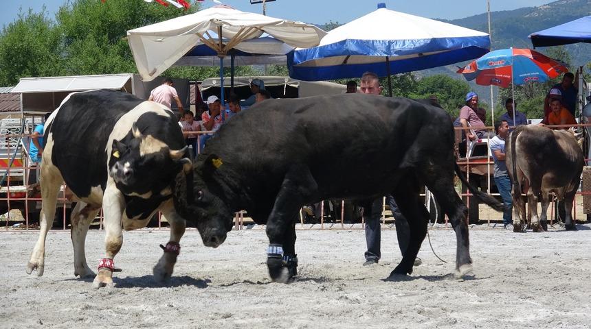 Aydın'da boğalar, ihtiya&ccedil; sahibi &ouml;ğrenciler i&ccedil;in g&uuml;reştirildi
