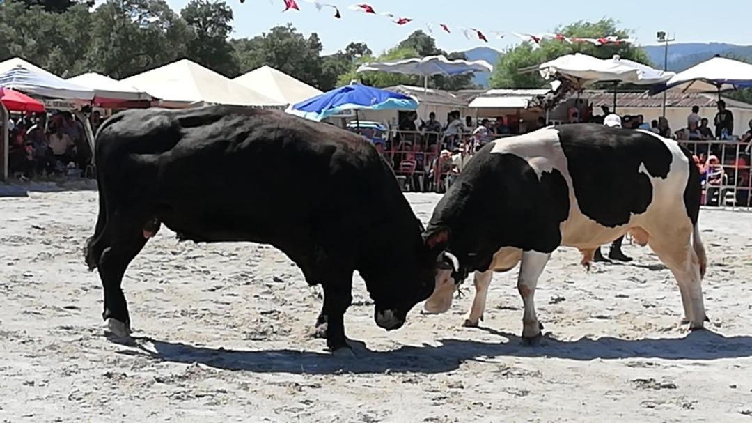 Rakibinden korkan boğa, tek vuruşta &ccedil;iti yıkarak seyircilerin arasına daldı