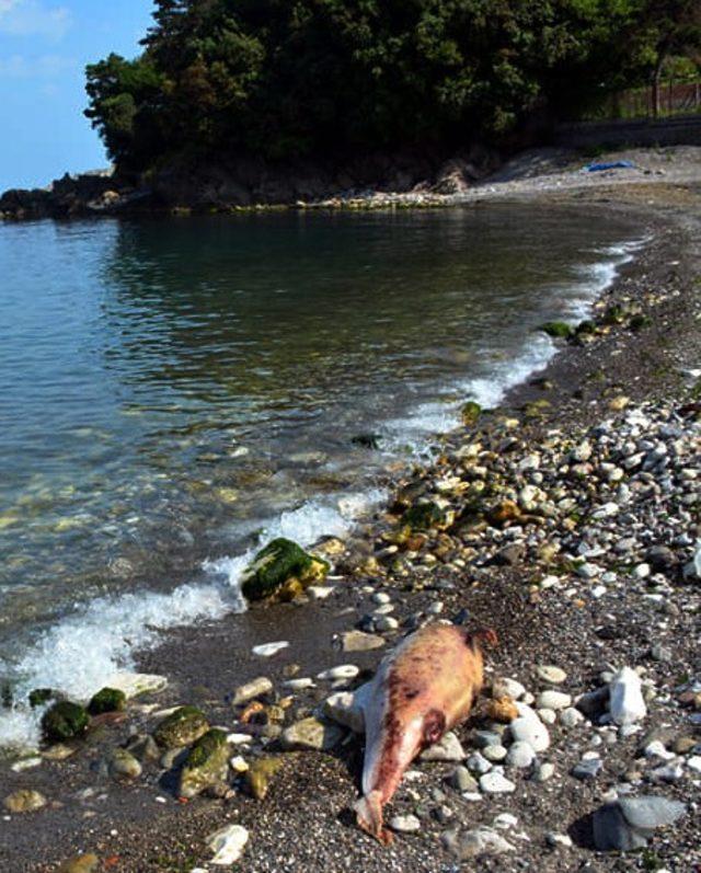 Zonguldak’ta 2 ölü yunus sahile vurdu