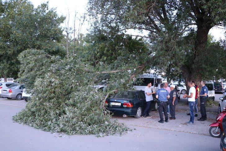 Kopan ağaç dalı üç araca zarar verdi G2