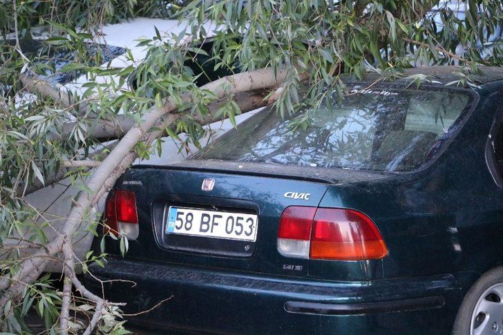 Kopan ağaç dalı üç araca zarar verdi G3