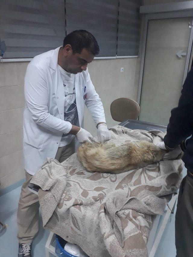 Otomobilin Çarpıp Kaçtığı Yaralı Köpeğe Pınarbaşı Belediyesi Sahip Çıktı