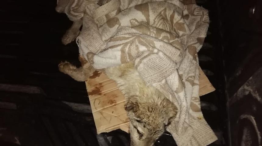 Otomobilin &Ccedil;arpıp Ka&ccedil;tığı Yaralı K&ouml;peğe Pınarbaşı Belediyesi Sahip &Ccedil;ıktı