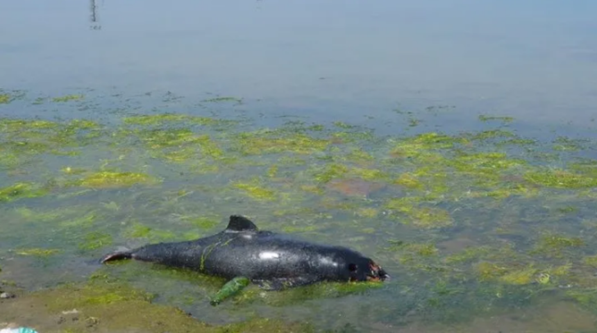 Tam 1 metre! Sahilde gören ekiplere haber verdi