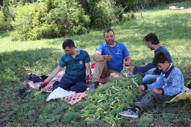 Oltu’da Çaşır sezonu geç başladı