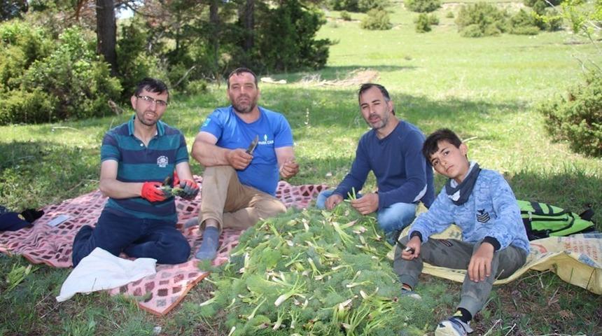 Oltu’da Çaşır sezonu geç başladı