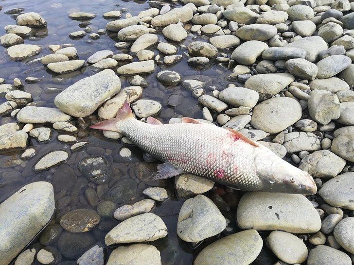 Korkunç tablo! Suya bakan hayrete düştü G4