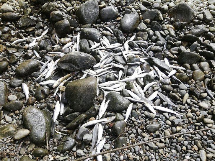 Korkunç tablo! Suya bakan hayrete düştü G5