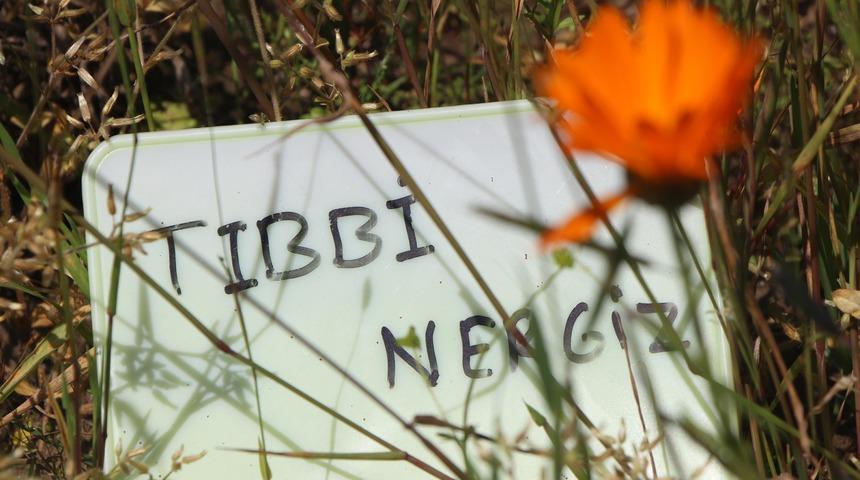 İla&ccedil; sanayi i&ccedil;in tıbbi &ccedil;i&ccedil;ek &uuml;retiyorlar