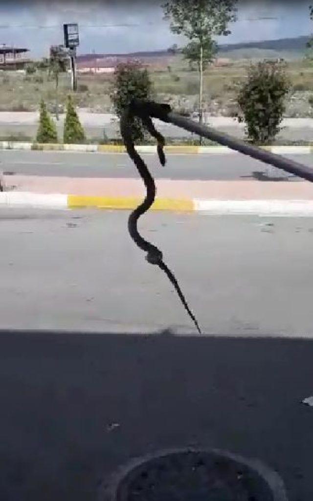 İş yerine giren yılan doğaya salındı