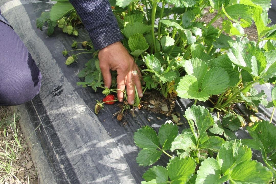 &Ccedil;ileği k&uuml;llenme hastalığı vurdu