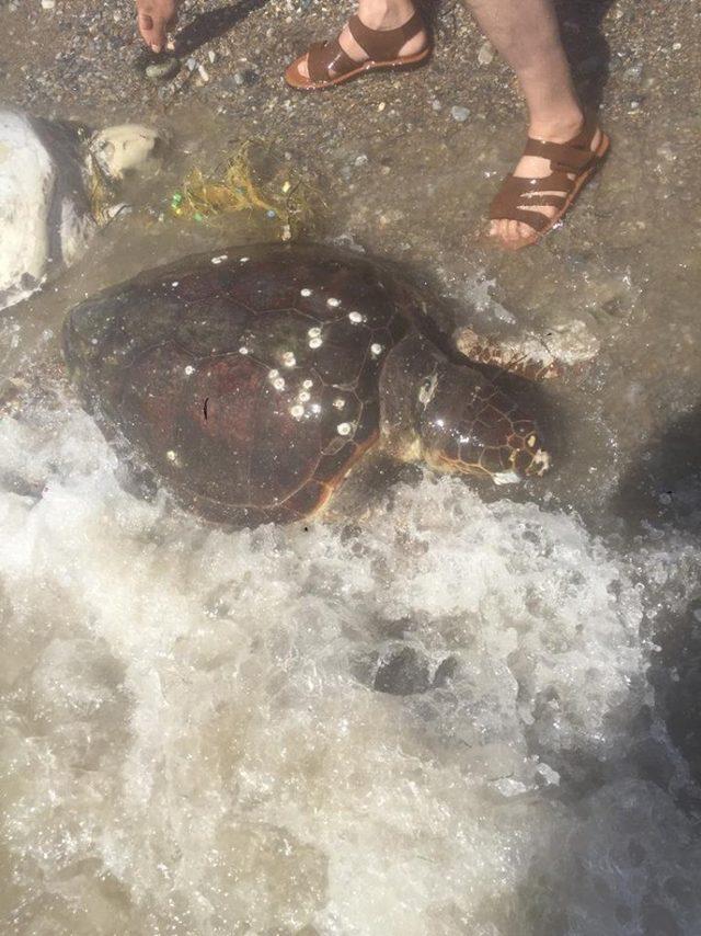 Didim’de iki ölü Caretta caretta bulundu