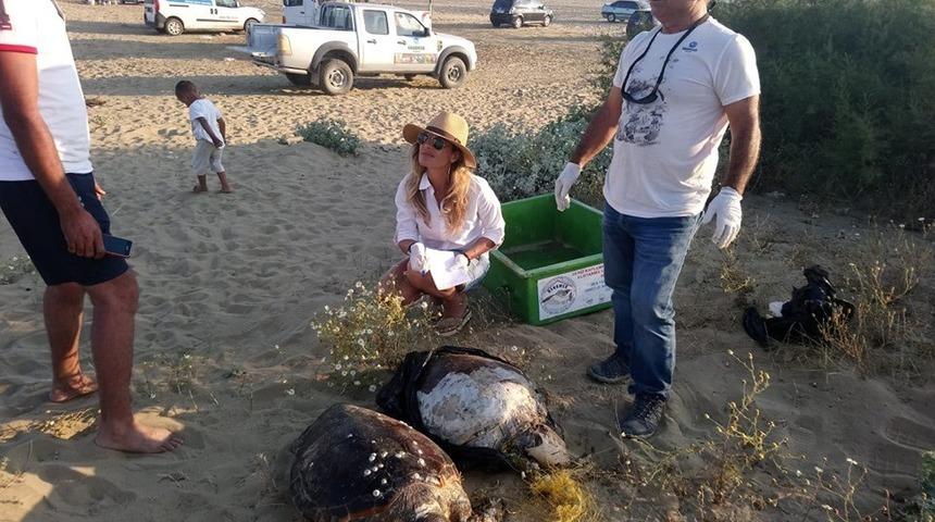 Didim&rsquo;de iki &ouml;l&uuml; Caretta caretta bulundu
