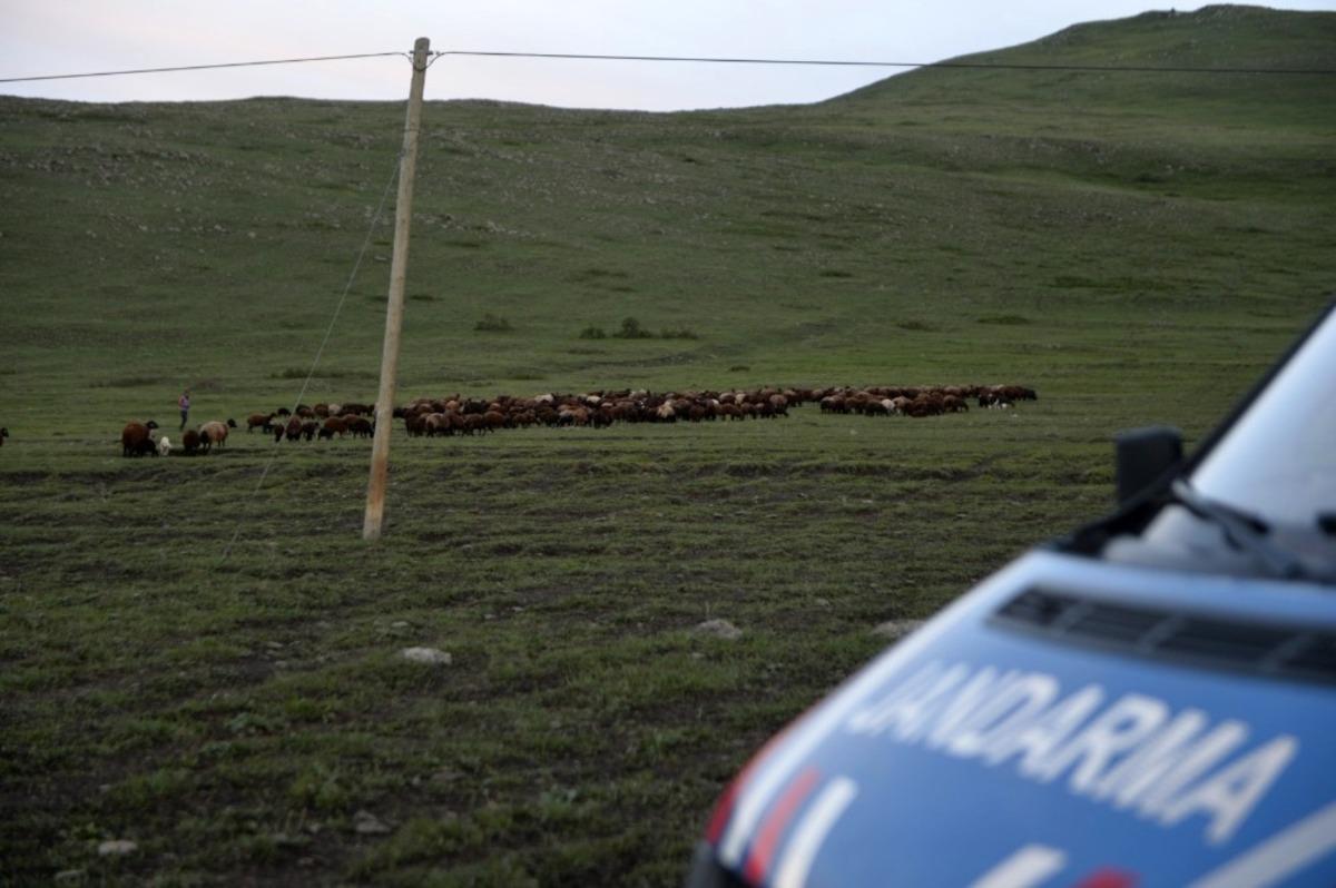 800 k&uuml;&ccedil;&uuml;k baş hayvan yakalandı