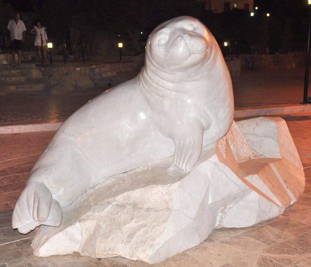 Datça'da yıllar sonra Akdeniz foku görüntülendi