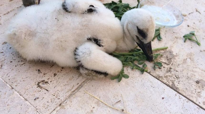 Elektrik direğinde asılı kalan leylek yavrusu böyle kurtarıldı