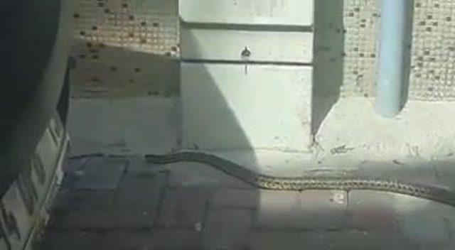 Sultangazi'de yılanlar evlere kadar girdi