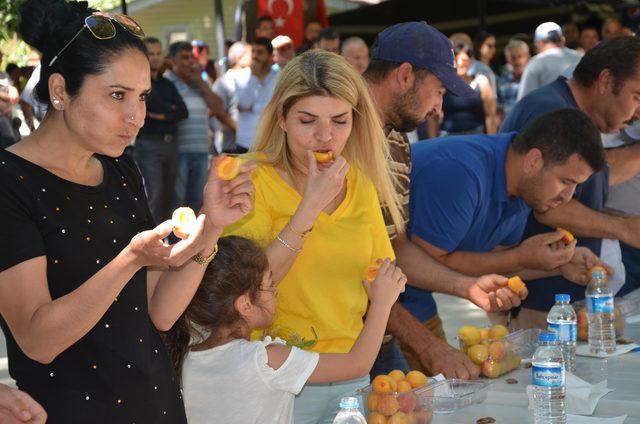 Mut Kayısı Festivali başladı