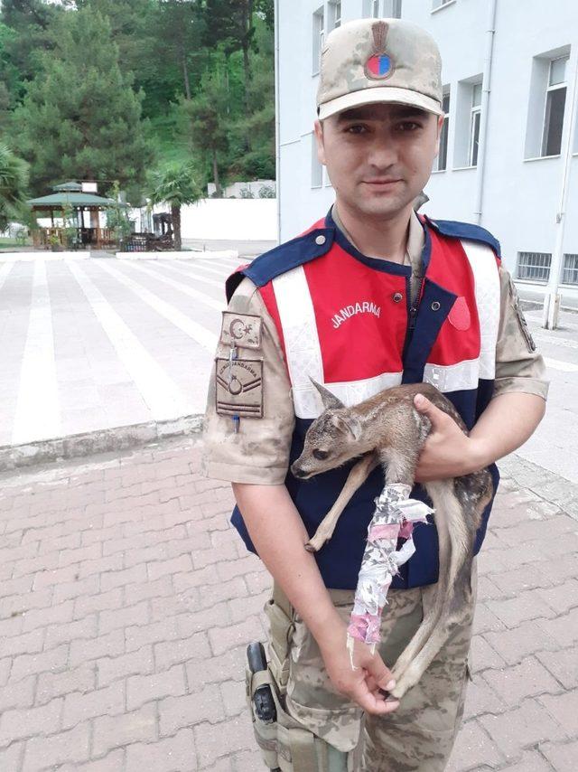 Yaralı keçiye şefkat eli 1