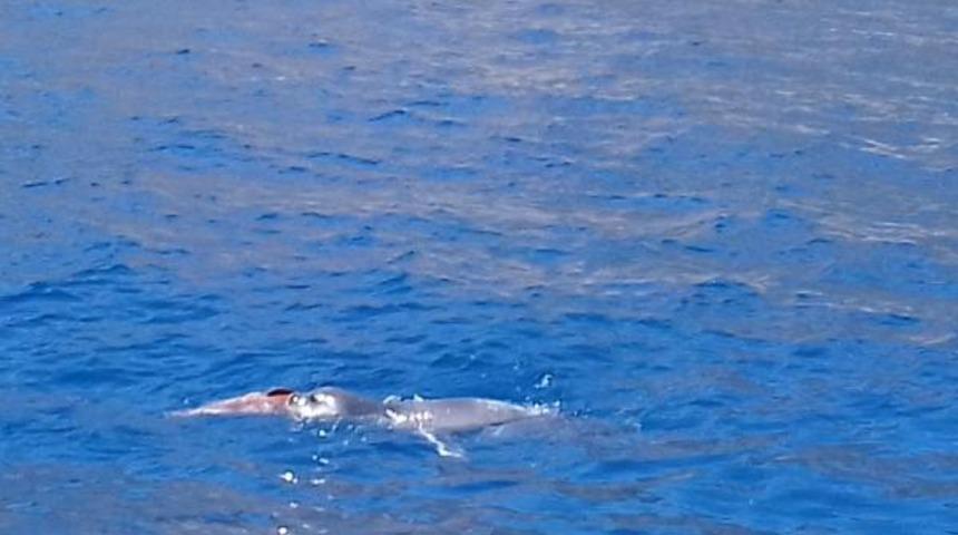 Datça'da yıllar sonra ilk kez görüntülendi!