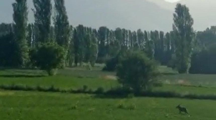 Karayoluna inen 2 kurt g&ouml;r&uuml;nt&uuml;lendi