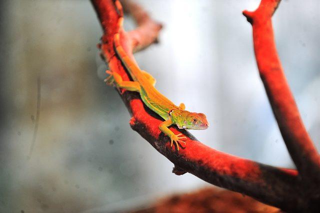 Bursa Hayvanat Bahçesi'nde yavru iguana heyecanı