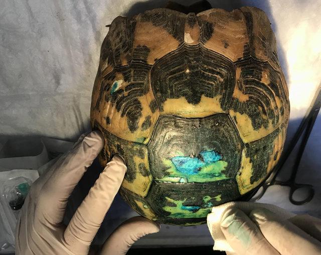 Otomobilin çaptığı kaplumbağa 'Hüsmen' tedavi edildi