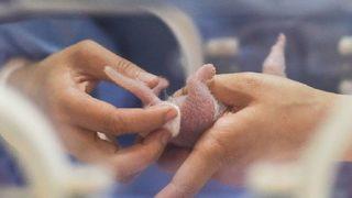 2019'un ilk pandası dünyaya geldi