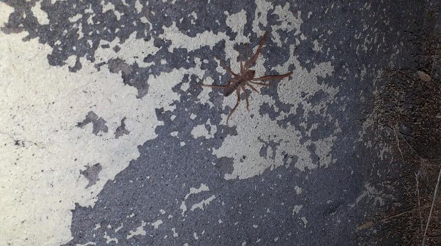 Kozluk’ta ’Sarıkız’ örümcek alarmı