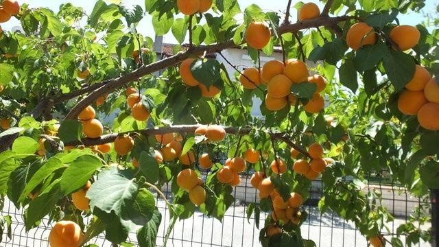 Burhaniye’de kayısı bereketi yaşanıyor