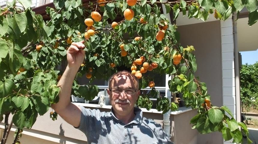 Burhaniye&rsquo;de kayısı bereketi yaşanıyor