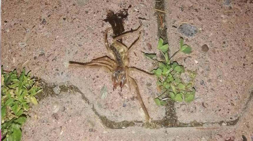 Kozluk'ta 'sarıkız' tedirginliği! Geceleri ortaya çıkıyor