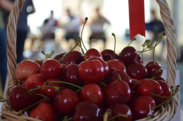 Tekirdağ'da en iyi 'kiraz' yarışması