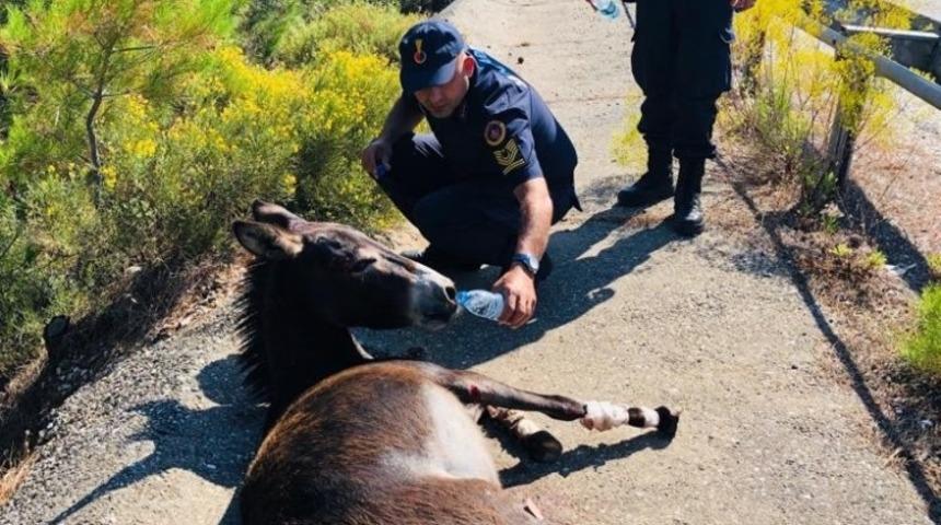 &Ouml;l&uuml;me terk edilen eşeğe Jandarma şefkati