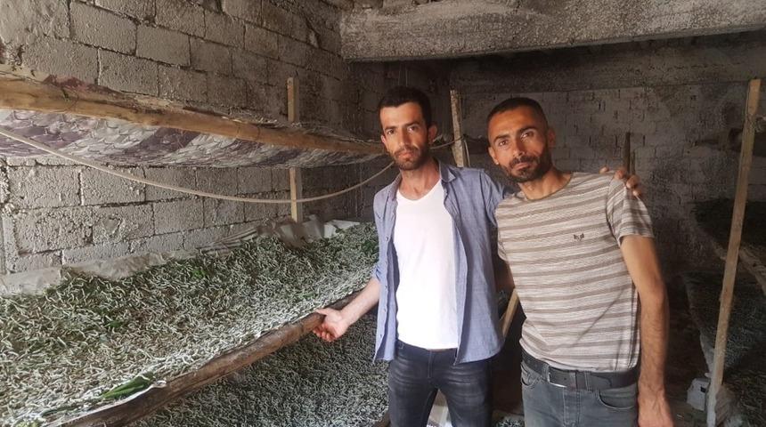 Sason’da ipek böceği yetiştiriciliği yaygınlaşıyor
