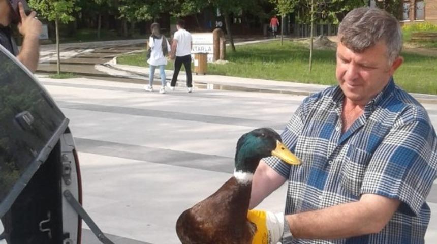 Yaralı &ouml;rdeğin imdadına zabıta ekipleri yetişti