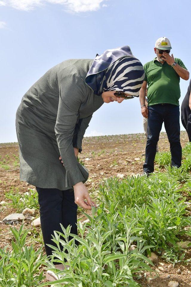 Adana’da tarımsal ürün çeşitliliği artıyor