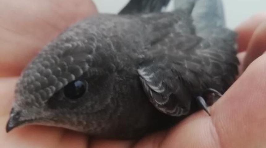 Jandarma görevlileri ebabil kuşunu besleyip doğaya bıraktı