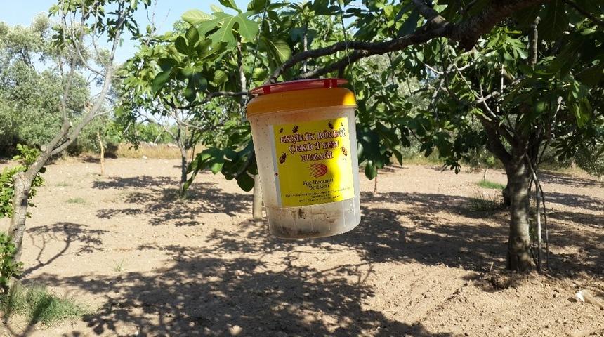 Aydın&rsquo;da İncir &uuml;reticilerine ekşilik b&ouml;ceği tuzakları dağıtılıyor