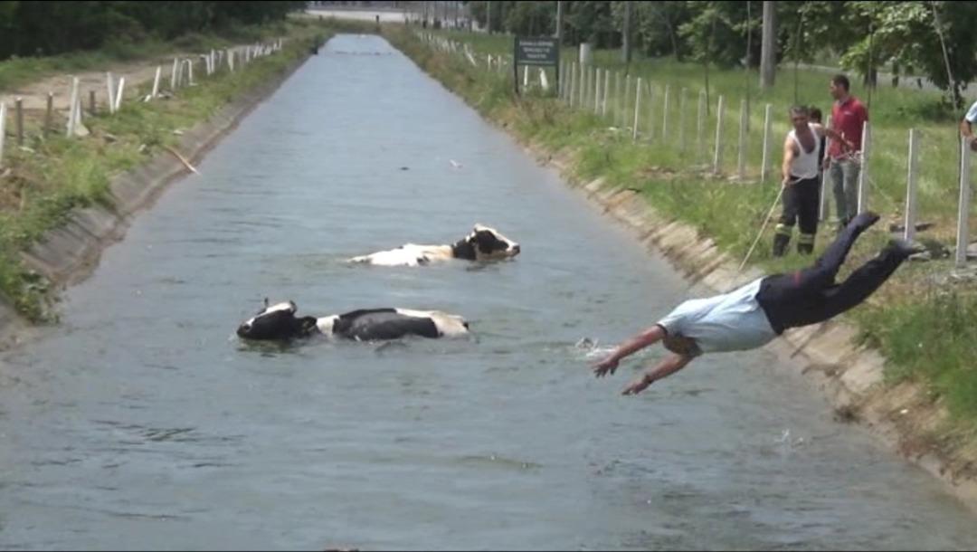Sulama kanalına d&uuml;şen hayvanlar i&ccedil;in itfaiye ve vatandaşlar seferber oldu