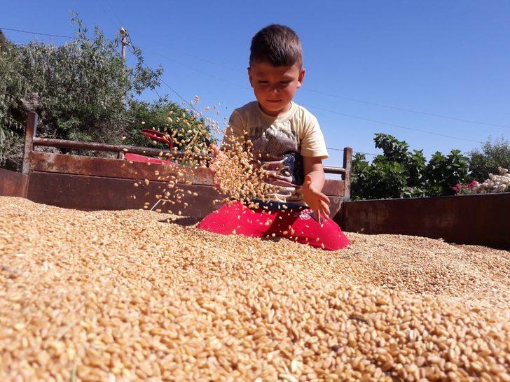Anadolu’nun yerli buğdayı yüz güldürdü G1