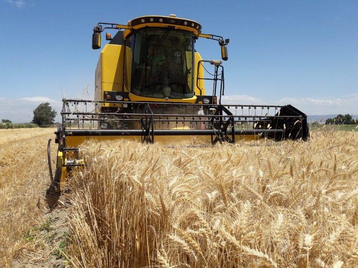 Anadolu’nun yerli buğdayı yüz güldürdü G2