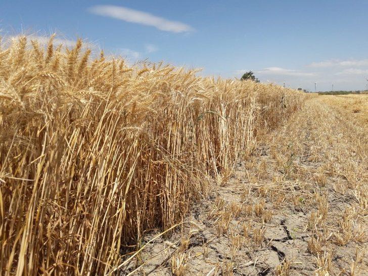 Anadolu’nun yerli buğdayı yüz güldürdü G4