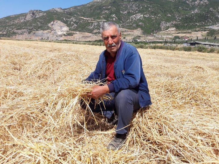 Anadolu’nun yerli buğdayı yüz güldürdü G5