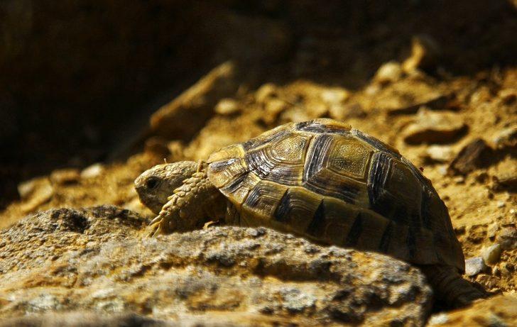 Gözüne diken batan kaplumbağayı ’gezgin öğretmen’ kurtardı G2